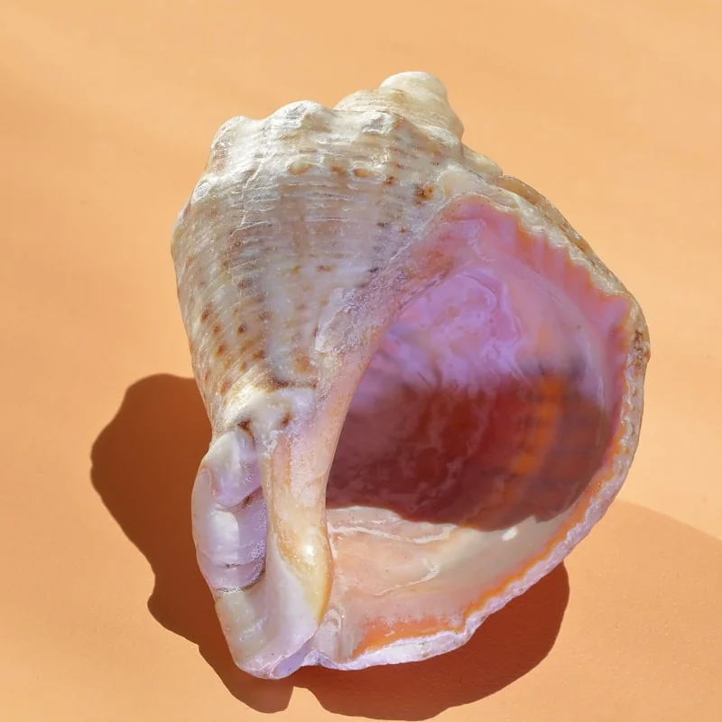 How Much Are Pearls Worth? 2026 Price Guide by Type 5 seashell pink interior pearl origin